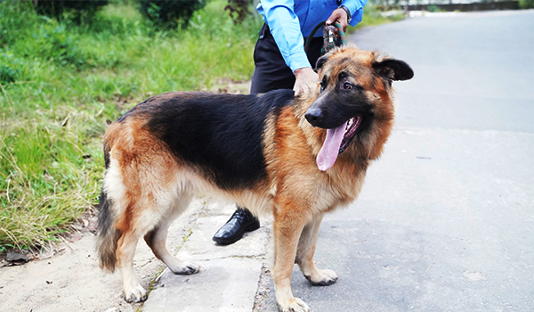 Dog Squad for Detection